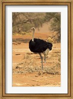 Framed Sossusvlei Male Ostrich, Namib-Naukluft National Park,  Namibia