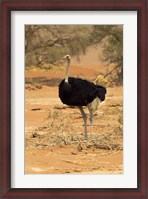 Framed Sossusvlei Male Ostrich, Namib-Naukluft National Park,  Namibia