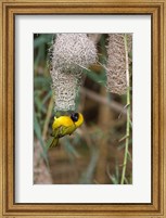 Framed Male Masked Weaver Building a Nest, Namibia