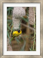 Framed Male Masked Weaver Building a Nest, Namibia