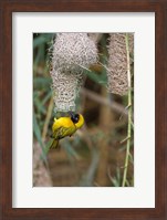 Framed Male Masked Weaver Building a Nest, Namibia