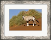 Framed Oryx, Namib-Naukluft National Park, Namibia