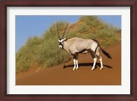 Framed Oryx, Namib-Naukluft National Park, Namibia