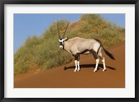 Framed Oryx, Namib-Naukluft National Park, Namibia