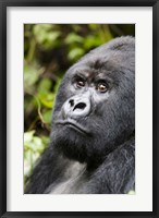 Framed Silverback Mountain Gorilla, Volcanoes National Park, Rwanda