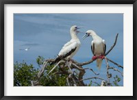 Framed Pair of Red-Footed Boobies, Seychelles