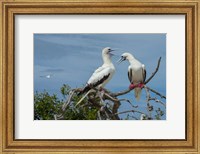 Framed Pair of Red-Footed Boobies, Seychelles
