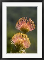 Framed Pincushion Flowers, Cape Town, South Africa