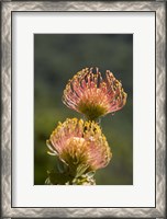 Framed Pincushion Flowers, Cape Town, South Africa