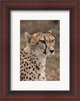 Framed Cheetah, Pretoria, South Africa