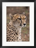 Framed Cheetah, Pretoria, South Africa