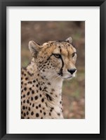 Framed Cheetah, Pretoria, South Africa