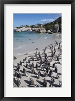 Framed South Africa, Cape Town, Simon's Town, Boulders Beach African Penguin Colony