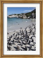 Framed South Africa, Cape Town, Simon's Town, Boulders Beach African Penguin Colony