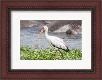 Framed Woolly-Necked Stork