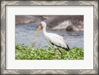 Framed Woolly-Necked Stork
