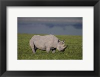 Framed Black Rhinoceros at Ngorongoro Crater, Tanzania