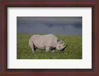 Framed Black Rhinoceros at Ngorongoro Crater, Tanzania