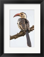 Framed Red-Billed Hornbill, Serengeti National Park, Tanzania