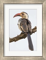 Framed Red-Billed Hornbill, Serengeti National Park, Tanzania
