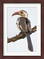 Framed Red-Billed Hornbill, Serengeti National Park, Tanzania