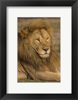 Framed Male African Lion at Ndutu, Serengeti National Park, Tanzania