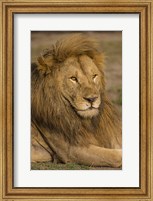 Framed Male African Lion at Ndutu, Serengeti National Park, Tanzania