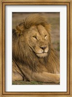 Framed Male African Lion at Ndutu, Serengeti National Park, Tanzania