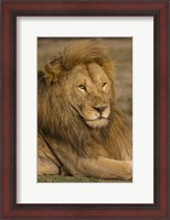 Framed Male African Lion at Ndutu, Serengeti National Park, Tanzania