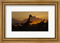 Framed Masai Giraffes at Sunset at Ndutu, Serengeti National Park, Tanzania