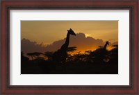 Framed Masai Giraffes at Sunset at Ndutu, Serengeti National Park, Tanzania