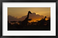 Framed Masai Giraffes at Sunset at Ndutu, Serengeti National Park, Tanzania