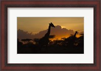 Framed Masai Giraffes at Sunset at Ndutu, Serengeti National Park, Tanzania