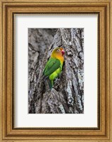 Framed Fischer's Lovebird in Serengeti National Park, Tanzania