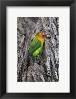 Framed Fischer's Lovebird in Serengeti National Park, Tanzania