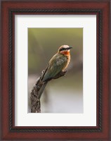 Framed White-Fronted Bee-Eater, Serengeti National Park, Tanzania