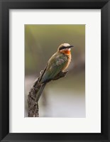 Framed White-Fronted Bee-Eater, Serengeti National Park, Tanzania