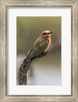Framed White-Fronted Bee-Eater, Serengeti National Park, Tanzania