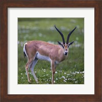 Framed Grant's Gazelle, Serengeti National Park, Tanzania