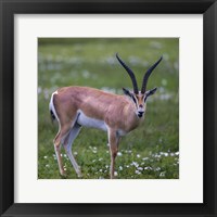 Framed Grant's Gazelle, Serengeti National Park, Tanzania