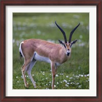 Framed Grant's Gazelle, Serengeti National Park, Tanzania