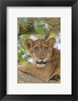 Framed Uganda, Ishasha, Queen Elizabeth National Park Lioness in tTree
