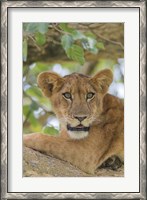 Framed Uganda, Ishasha, Queen Elizabeth National Park Lioness in tTree