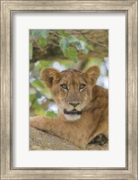 Framed Uganda, Ishasha, Queen Elizabeth National Park Lioness in tTree