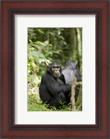 Framed Uganda, Kibale National Park, Young Male Chimpanzee