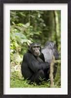 Framed Uganda, Kibale National Park, Young Male Chimpanzee