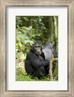 Framed Uganda, Kibale National Park, Young Male Chimpanzee