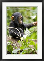 Framed Uganda, Kibale National Park, Infant Chimpanzee