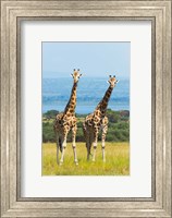 Framed Giraffes on the Savanna, Murchison Falls National park, Uganda
