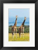 Framed Giraffes on the Savanna, Murchison Falls National park, Uganda